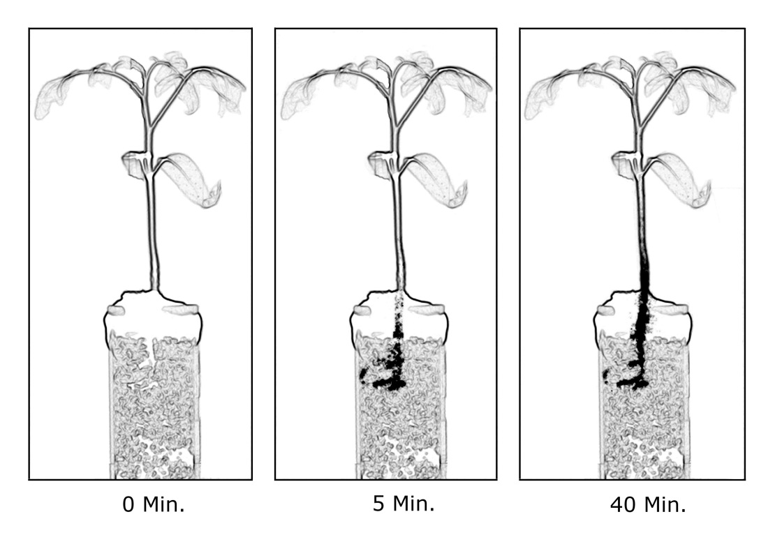 Radiograms of a tomato - enlarged view